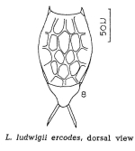 Lecane ercodes