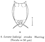 Lecane ercodes