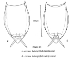 Lecane ercodes