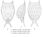 Lecane ercodes - Original description image