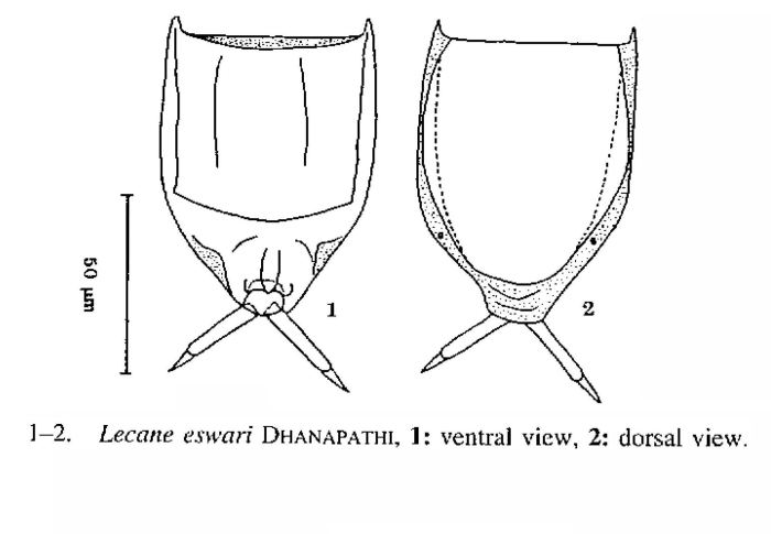 Lecane eswari Lecane eswari