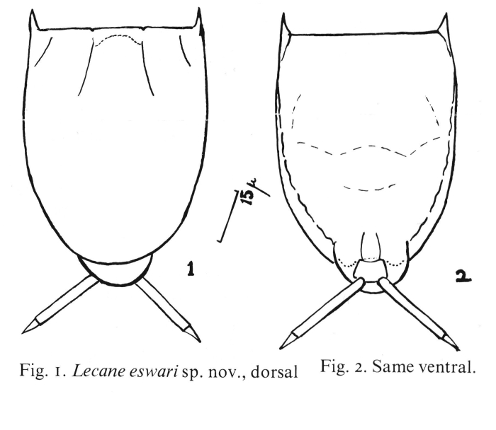 Lecane eswari - Original description image