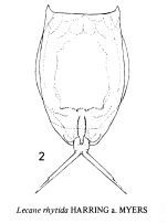 Lecane eutarsa