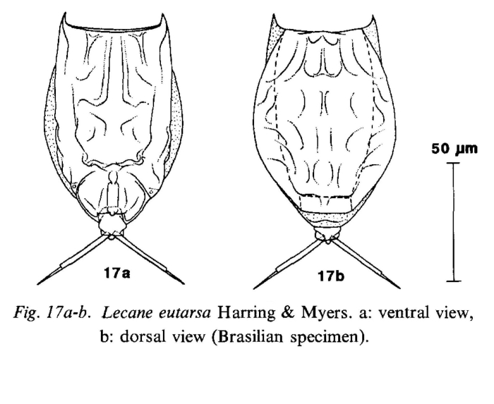 Lecane eutarsa Lecane eutarsa
