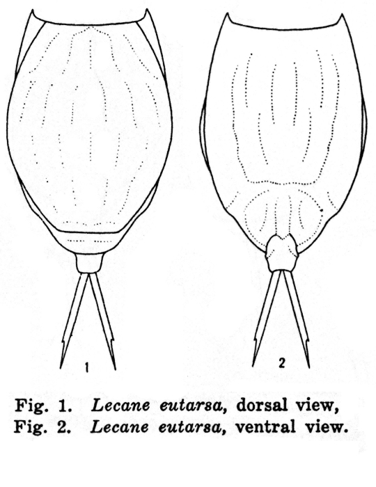 Lecane eutarsa - Original description image