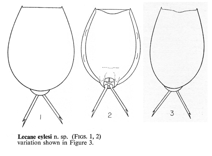 Lecane eylesi - Original description image