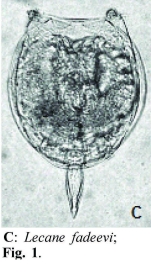 Lecane fadeevi