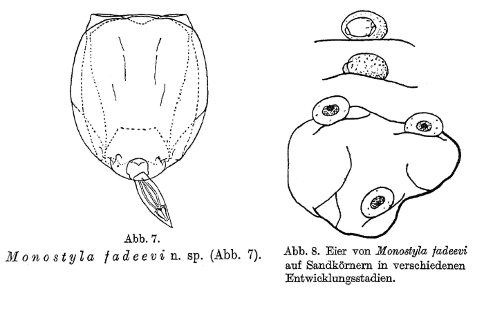 Lecane fadeevi - Original description image