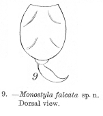 Lecane falcata