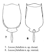 Lecane flabellata - Original description image
