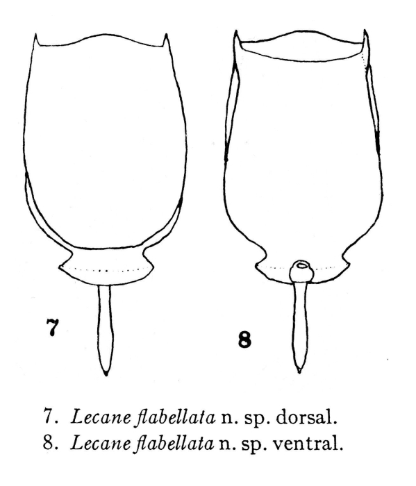 Lecane flabellata - Original description image