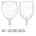 Lecane flexilis