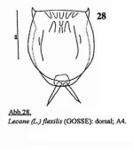 Lecane flexilis