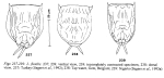 Lecane flexilis