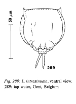 Lecane flexilis