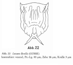 Lecane flexilis