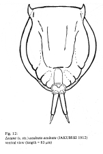 Lecane flexilis