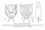 Lecane flexilis