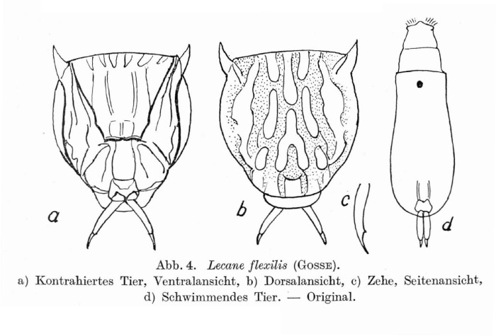 Lecane flexilis Lecane flexilis