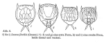 Lecane flexilis