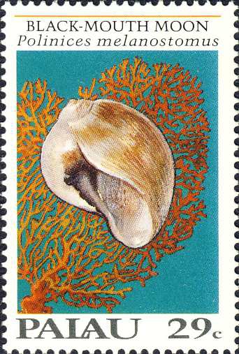 Polinices melanostoma Polinices melanostoma