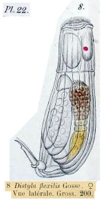 Lecane flexilis