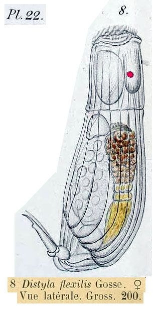 Lecane flexilis Lecane flexilis