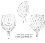 Lecane flexilis