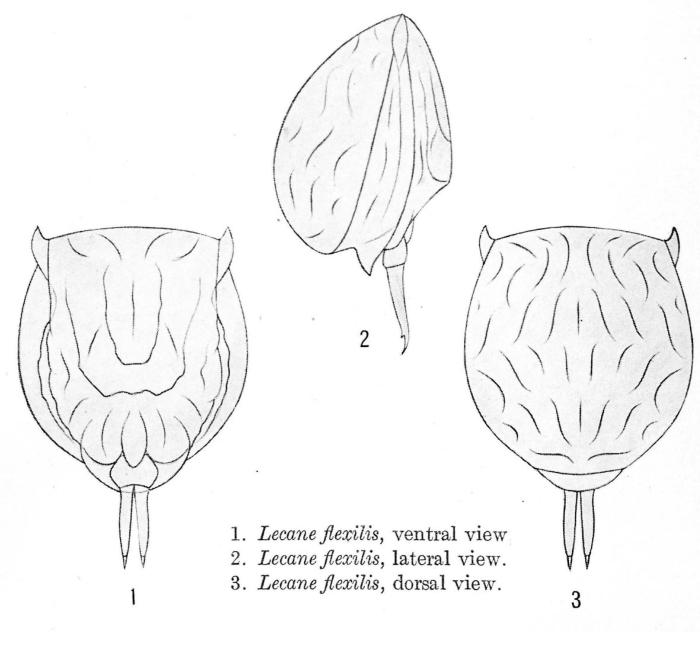 Lecane flexilis Lecane flexilis
