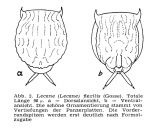 Lecane flexilis
