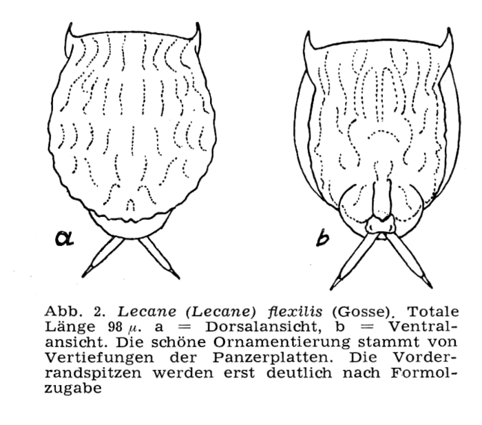Lecane flexilis Lecane flexilis