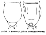 Lecane flexilis