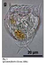 Lecane flexilis