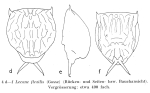 Lecane flexilis