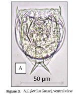 Lecane flexilis