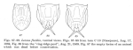 Lecane flexilis