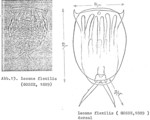 Lecane flexilis