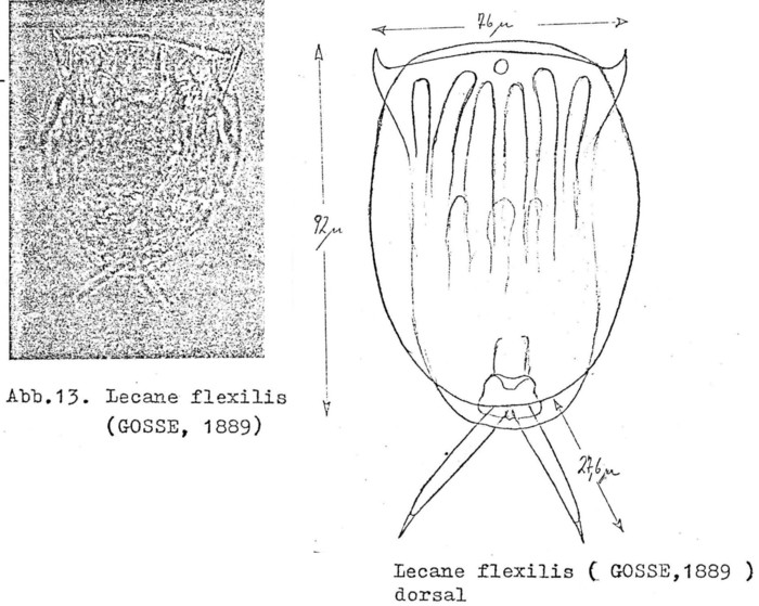 Lecane flexilis Lecane flexilis