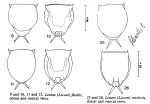 Lecane flexilis