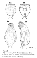 Lecane flexilis