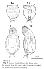 Lecane flexilis