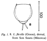 Lecane flexilis