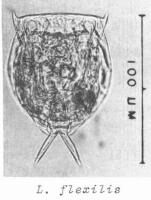 Lecane flexilis
