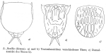 Lecane flexilis