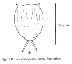 Lecane flexilis