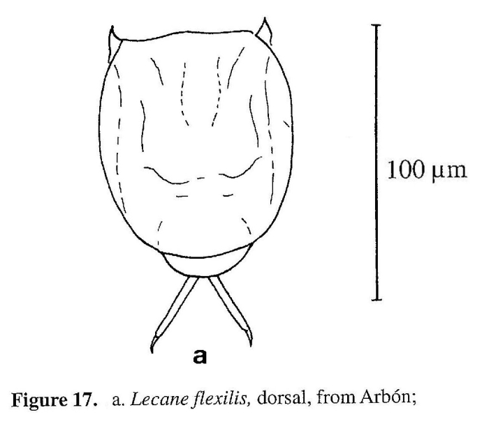 Lecane flexilis Lecane flexilis