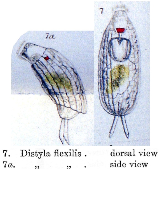 Lecane flexilis - Original description image