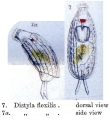Lecane flexilis