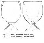 Lecane formosa