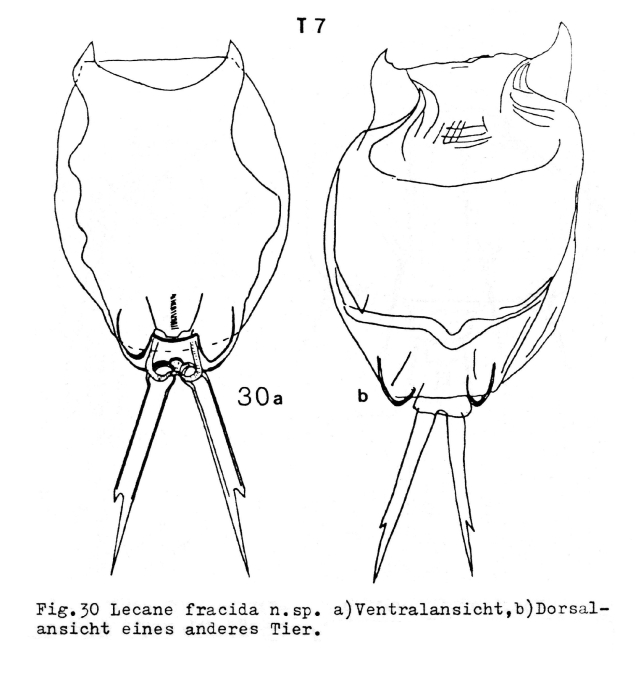Lecane fracida - Original description image